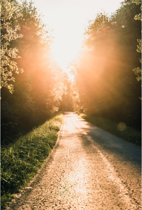 A sunlit path through trees